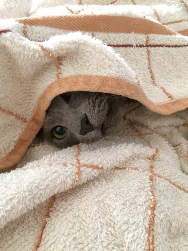 占い師はどこまで自分の過去を話すべき？【人気占い師になるための心理スキル】