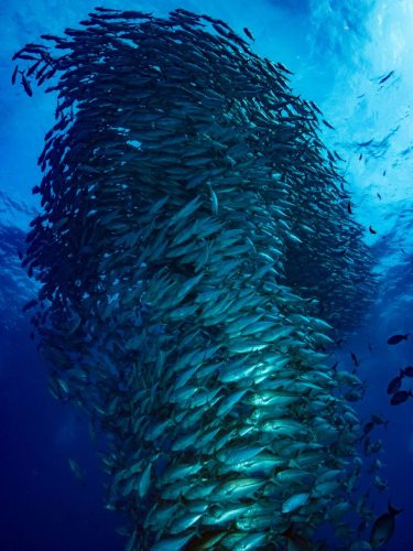 自分の感情から自分を守る方法