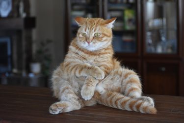 願望が叶わないのは不幸？