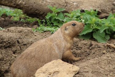 クライアントを動かす、たった1つのコツ
