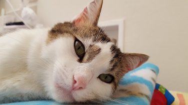 無理して付き合う恋愛って、そもそもおかしいわけでして