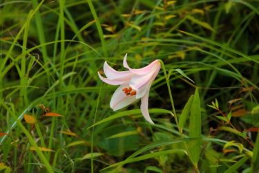 八方美人が生まれる理由