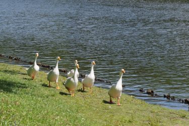 そもそも、なぜリピーターは必要なの？