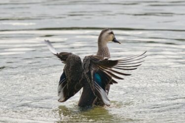 責任感から自由になると全てが叶い導かれる